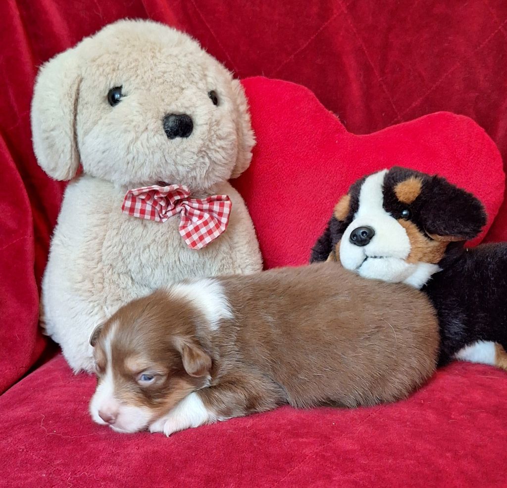 Des  mazellières - Chiots disponibles - Berger Australien