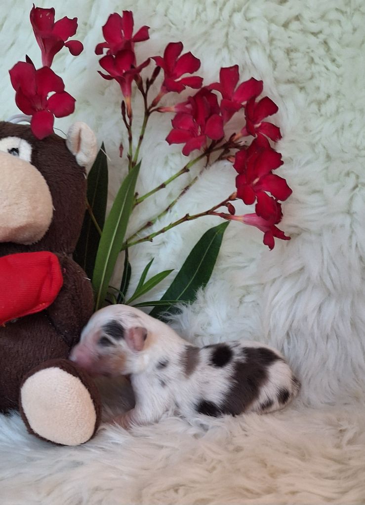 Des  mazellières - Chiots disponibles - Berger Australien
