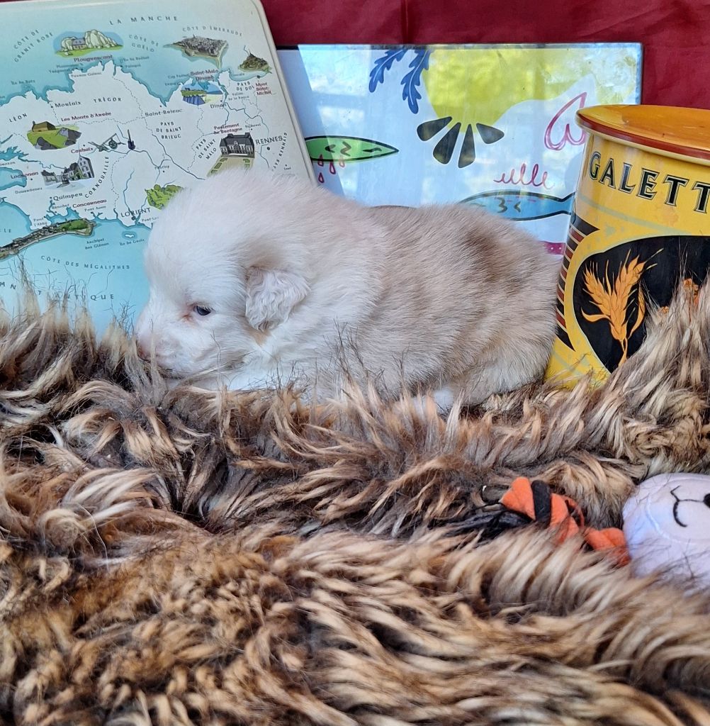 Des  mazellières - Chiots disponibles - Berger Australien