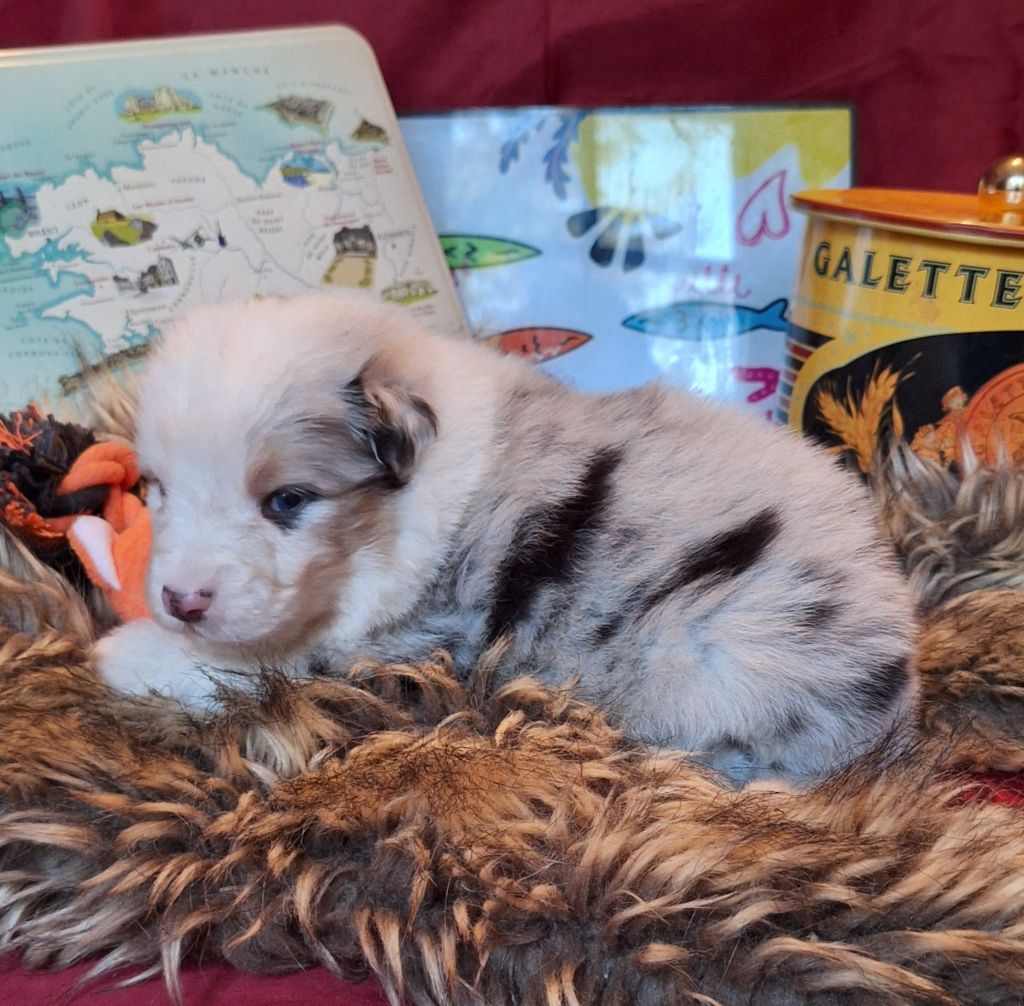 Des  mazellières - Chiots disponibles - Berger Australien