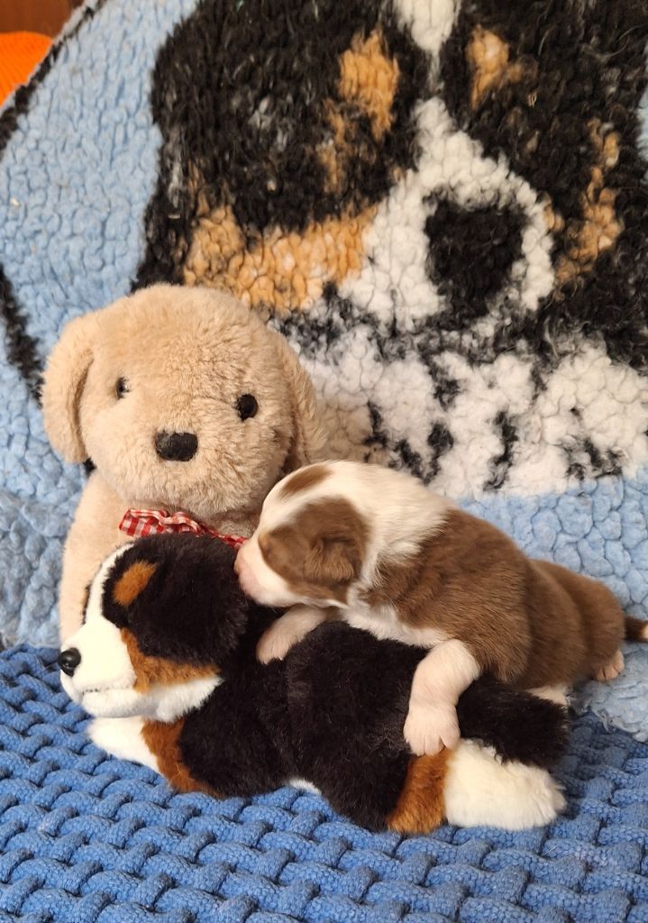 Des  mazellières - Chiots disponibles - Berger Australien
