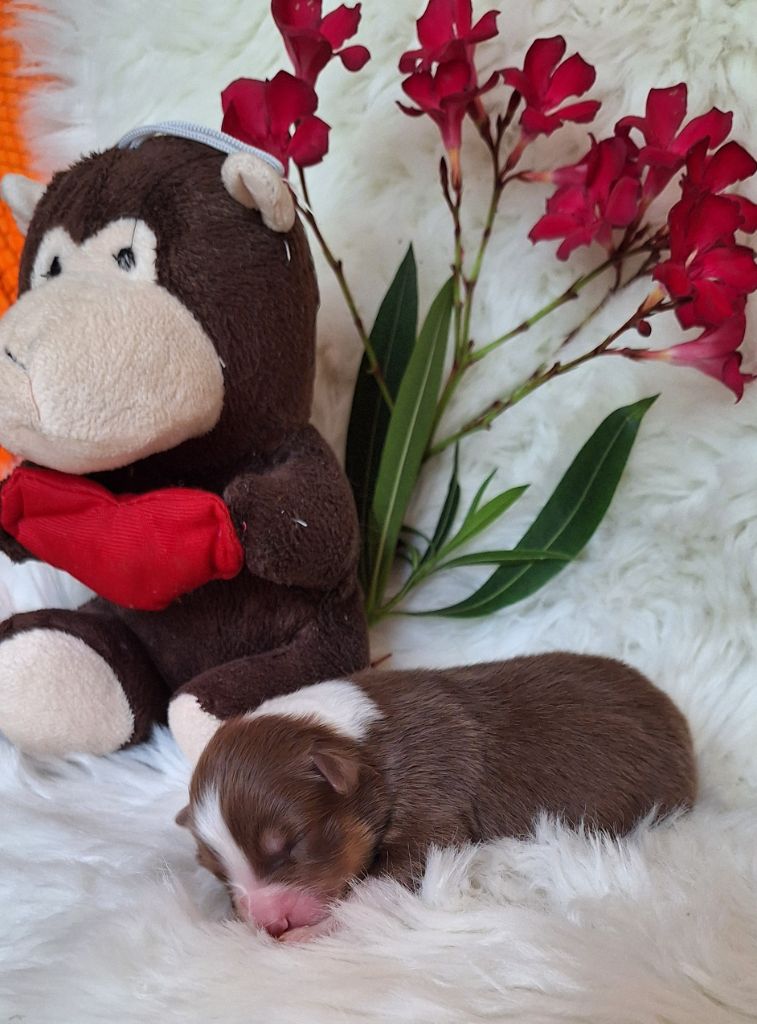 Des  mazellières - Chiots disponibles - Berger Australien