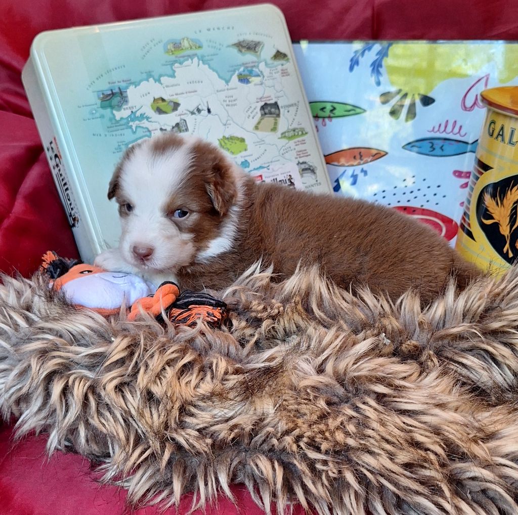 Des  mazellières - Chiots disponibles - Berger Australien
