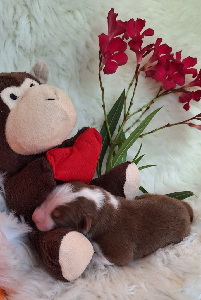 Des  mazellières - Chiots disponibles - Berger Australien