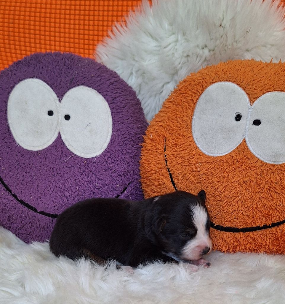 Des mazellières - Chiots disponibles - Berger Australien