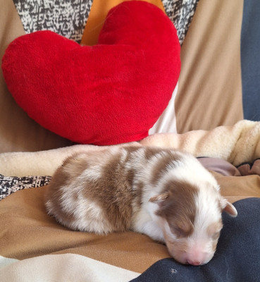 Chiot N°1