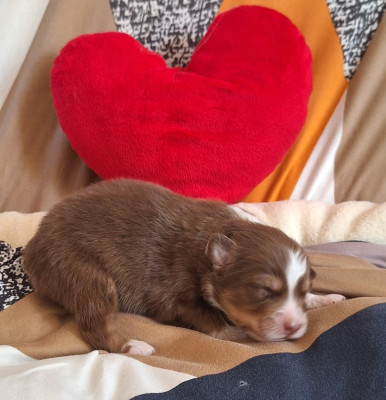 Chiot N°3