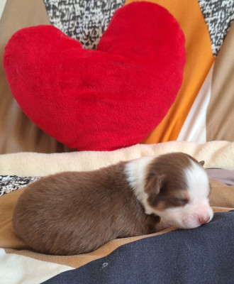 Chiot N°5