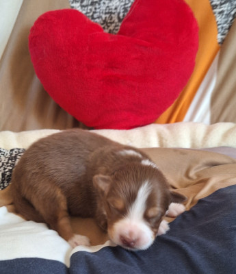 Chiot N°6