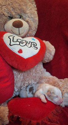 CHIOT 3