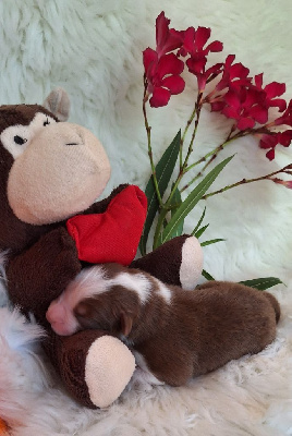 CHIOT 8