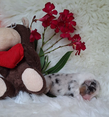 CHIOT 3
