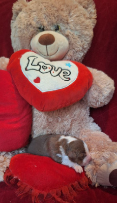 CHIOT 1