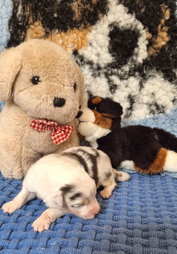 Des  mazellières - Chiots disponibles - Berger Australien