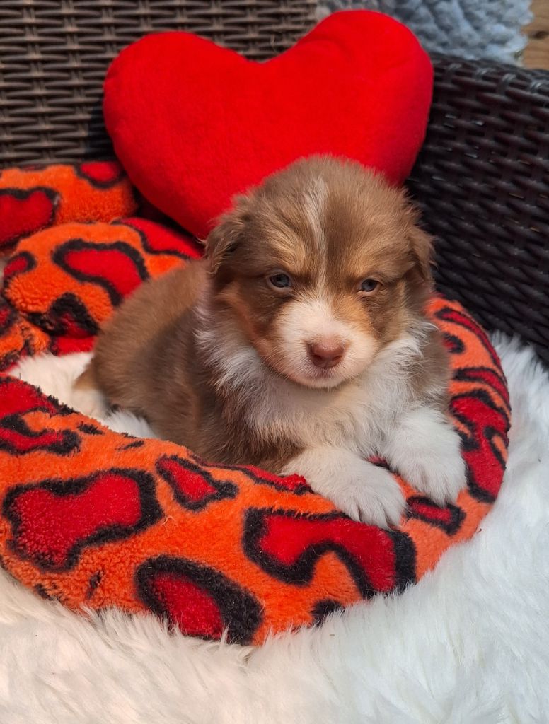 Des  mazellières - Chiots disponibles - Berger Australien
