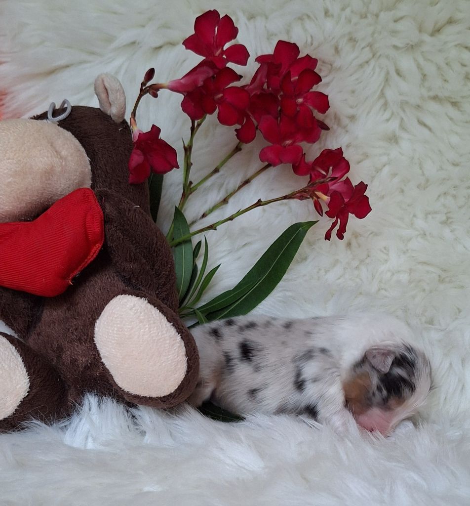 Des  mazellières - Chiots disponibles - Berger Australien