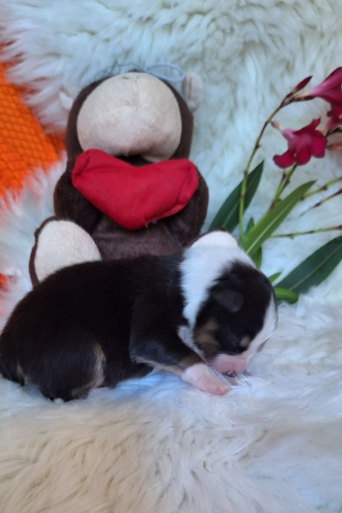 Des  mazellières - Chiots disponibles - Berger Australien