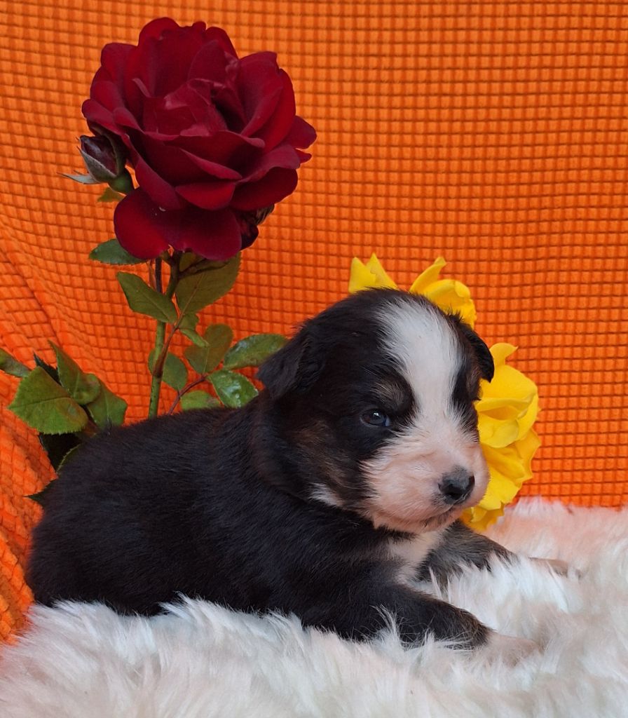 Des  mazellières - Chiots disponibles - Berger Australien