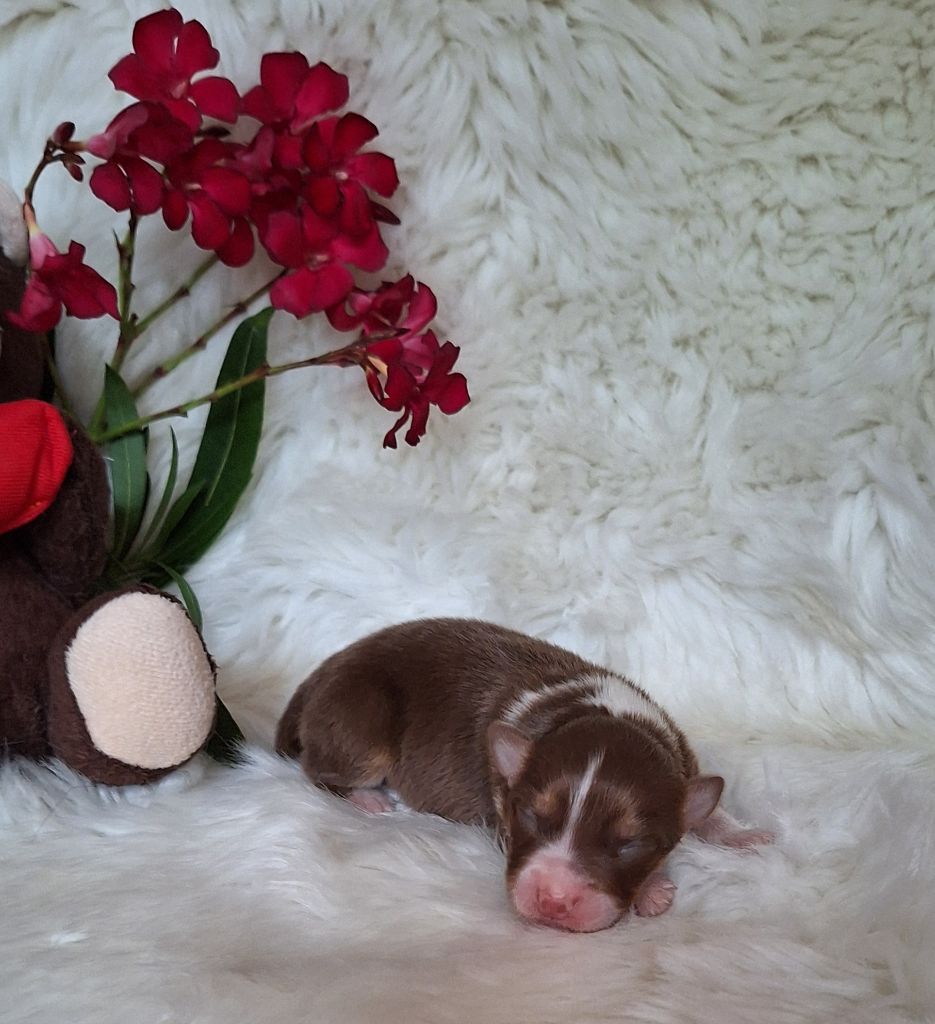 Des  mazellières - Chiots disponibles - Berger Australien