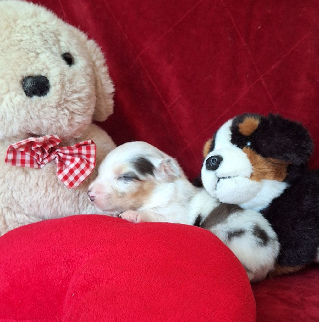 Des  mazellières - Chiots disponibles - Berger Australien