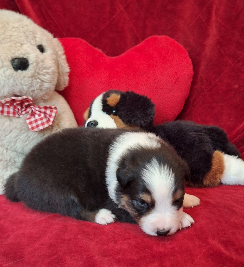 Des  mazellières - Chiots disponibles - Berger Australien