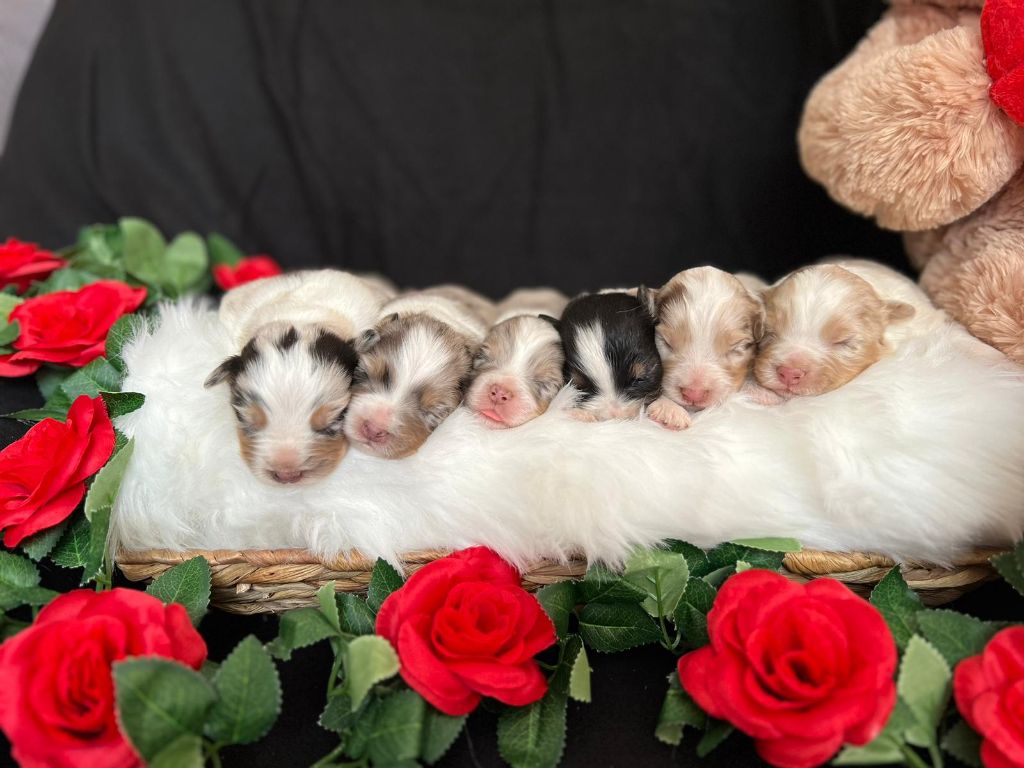 Chiot Berger Australien Des mazellières