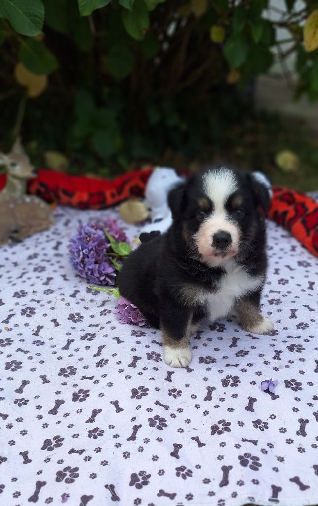 Des  mazellières - Chiots disponibles - Berger Australien
